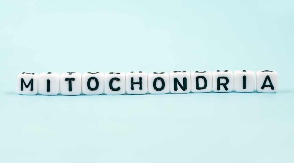 The Role of Mitochondria in Energy Production & How to Supercharge Them