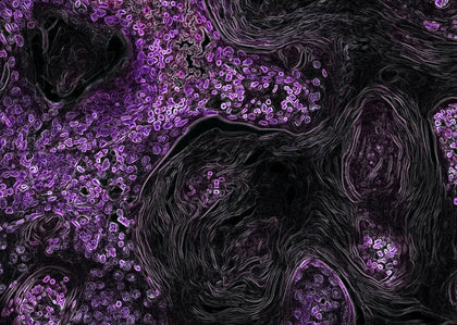 Exploring Luteolin’s Role in Cancer Treatment: Targeting Energy Metabolism